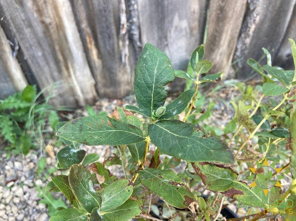 Buy Boreal Beauty Haskap Berry an Edible Shrub in Grande Prairie Alberta - Braeheid Gardens Ltd.