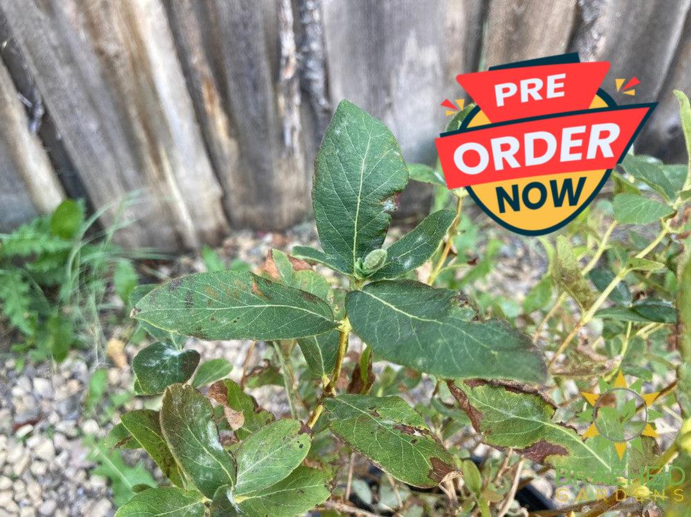 Buy Boreal Beauty Haskap Berry an Edible Shrub in Grande Prairie Alberta - Braeheid Gardens Ltd.