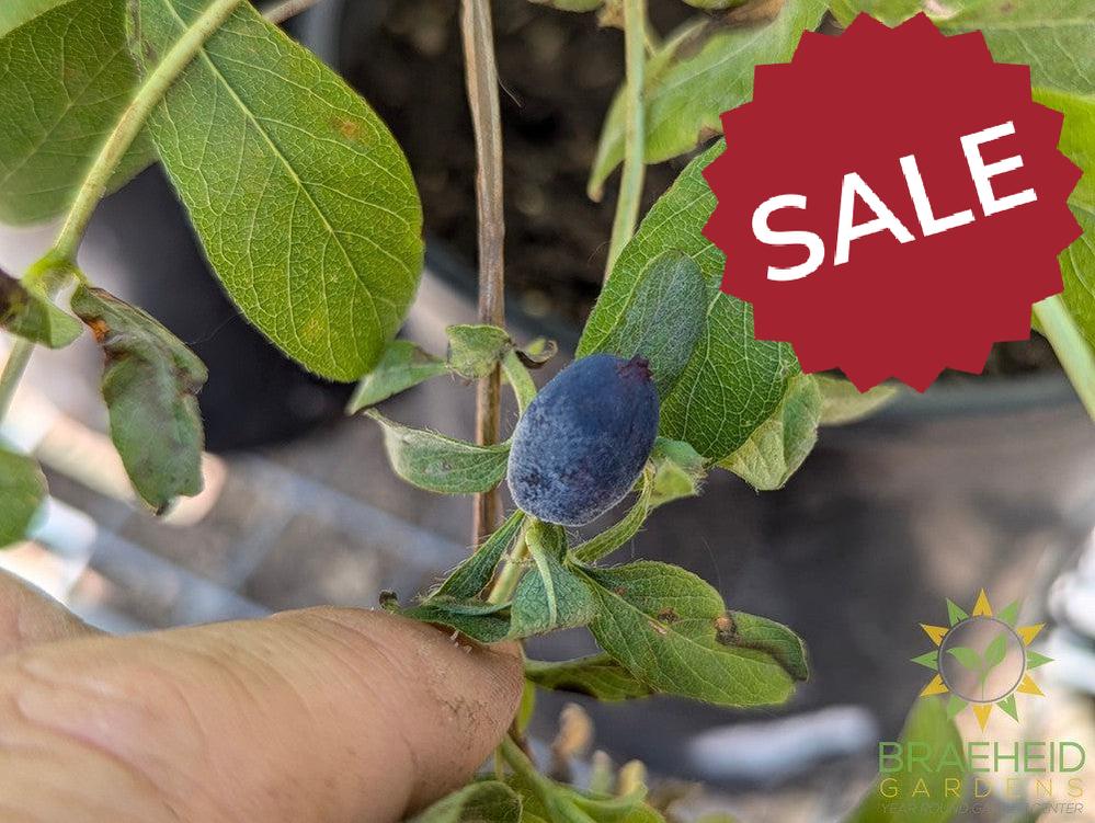 Buy Boreal Beauty Haskap Berry an Edible Shrub in Grande Prairie Alberta - Braeheid Gardens Ltd.