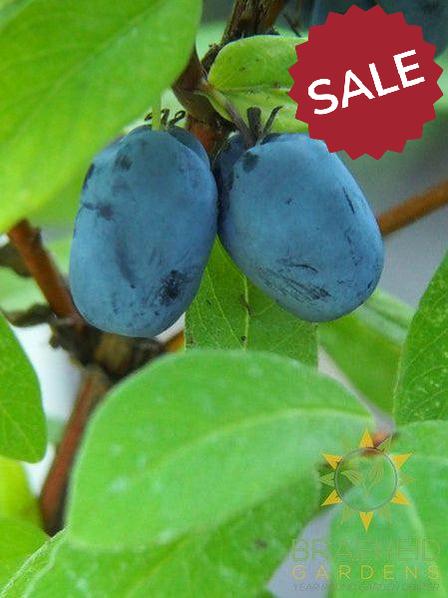 Buy Boreal Blizzard Haskap Berry an Edible Shrub in Grande Prairie Alberta - Braeheid Gardens Ltd.