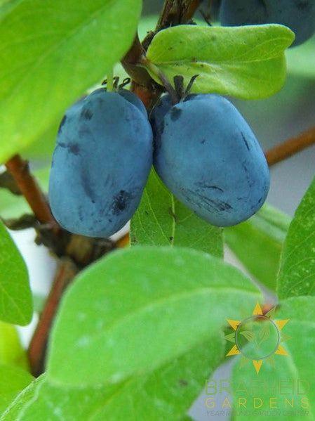 Buy Boreal Blizzard Haskap Berry an Edible Shrub in Grande Prairie Alberta - Braeheid Gardens Ltd.