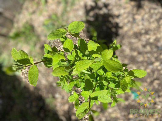 Buy Borealis Haskap Berry an Edible Shrub in Grande Prairie Alberta - Braeheid Gardens Ltd.
