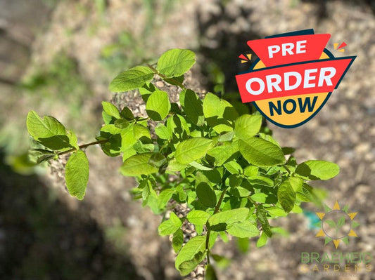Buy Borealis Haskap Berry an Edible Shrub in Grande Prairie Alberta - Braeheid Gardens Ltd.