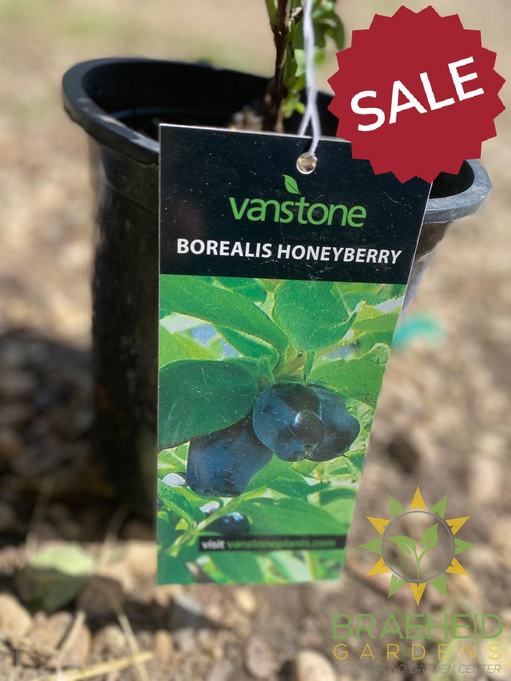 Buy Borealis Haskap Berry an Edible Shrub in Grande Prairie Alberta - Braeheid Gardens Ltd.