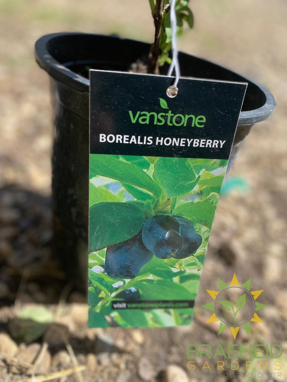 Buy Borealis Haskap Berry an Edible Shrub in Grande Prairie Alberta - Braeheid Gardens Ltd.