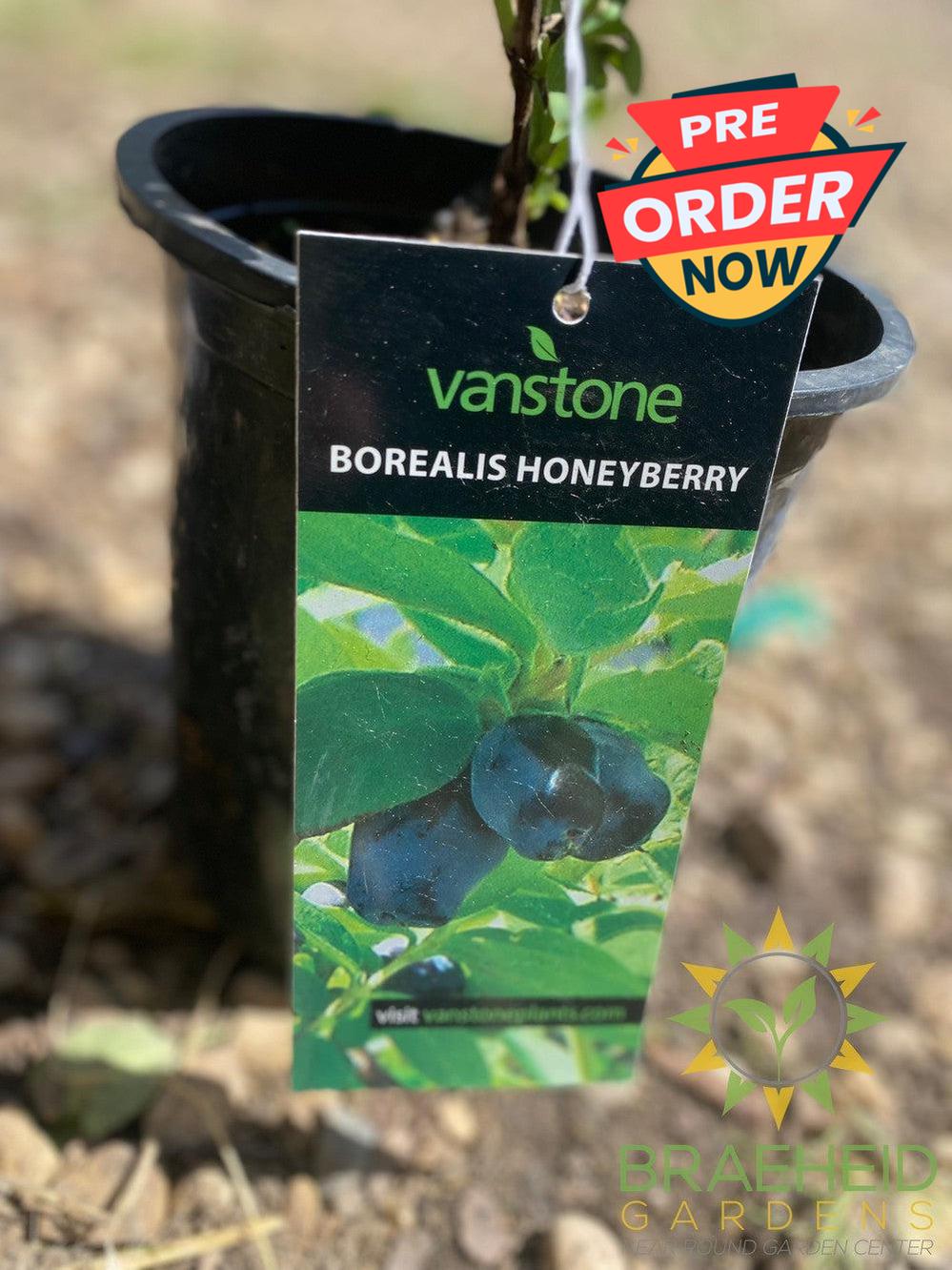 Buy Borealis Haskap Berry an Edible Shrub in Grande Prairie Alberta - Braeheid Gardens Ltd.