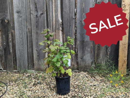 Buy Boyne Raspberry an Edible Shrub in Grande Prairie Alberta - Braeheid Gardens Ltd.