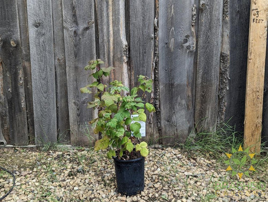 Buy Boyne Raspberry an Edible Shrub in Grande Prairie Alberta - Braeheid Gardens Ltd.
