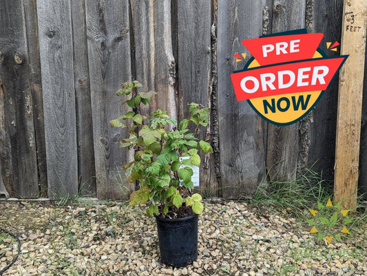 Buy Boyne Raspberry an Edible Shrub in Grande Prairie Alberta - Braeheid Gardens Ltd.