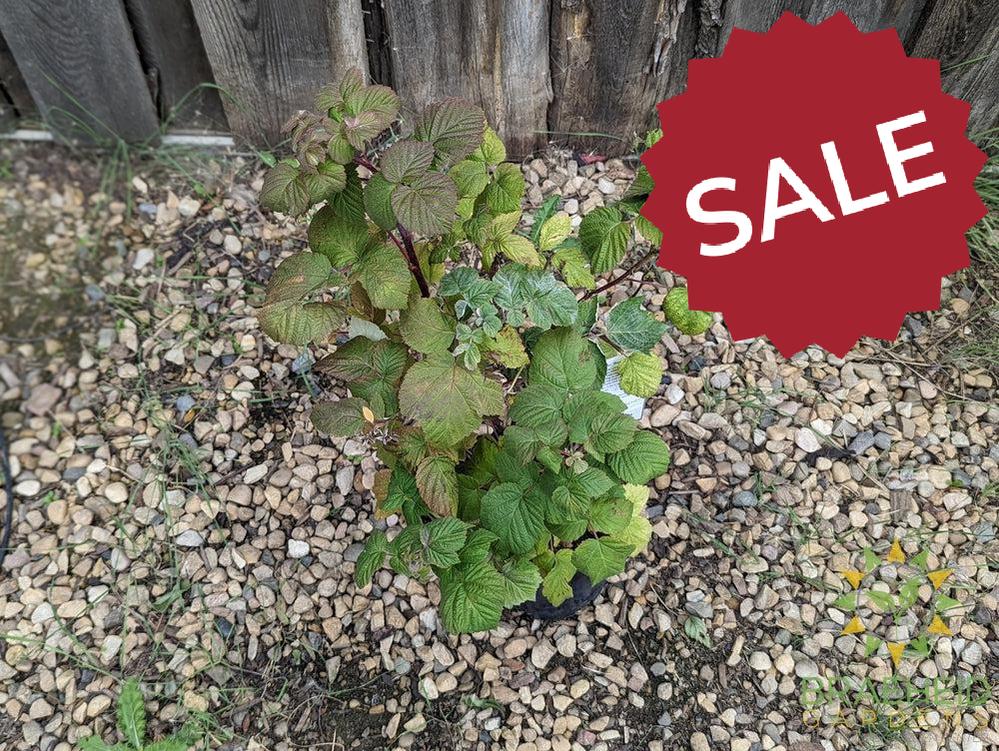 Buy Boyne Raspberry an Edible Shrub in Grande Prairie Alberta - Braeheid Gardens Ltd.