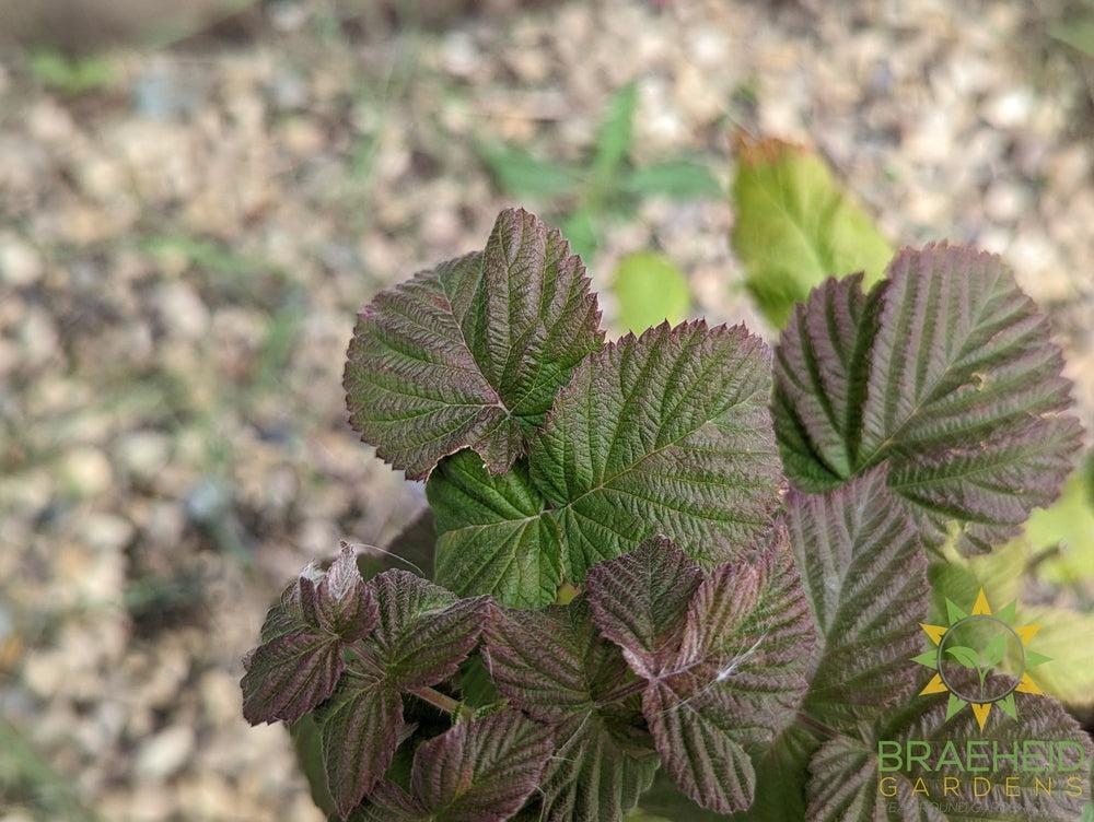 Buy Boyne Raspberry an Edible Shrub in Grande Prairie Alberta - Braeheid Gardens Ltd.