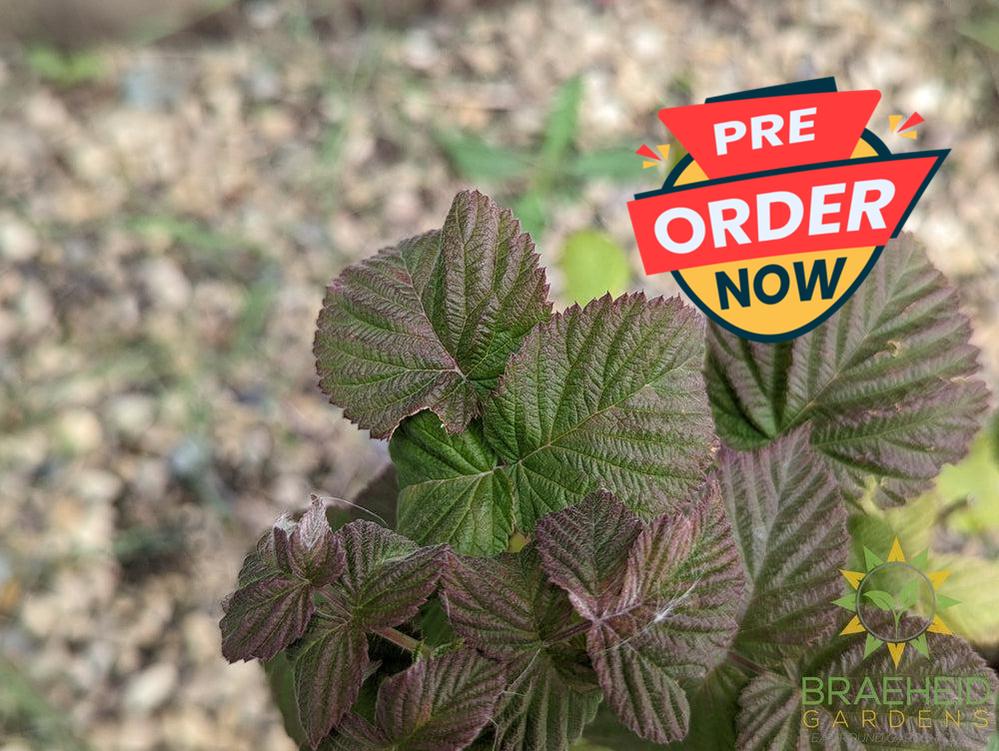 Buy Boyne Raspberry an Edible Shrub in Grande Prairie Alberta - Braeheid Gardens Ltd.