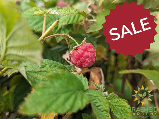 Buy Boyne Raspberry an Edible Shrub in Grande Prairie Alberta - Braeheid Gardens Ltd.