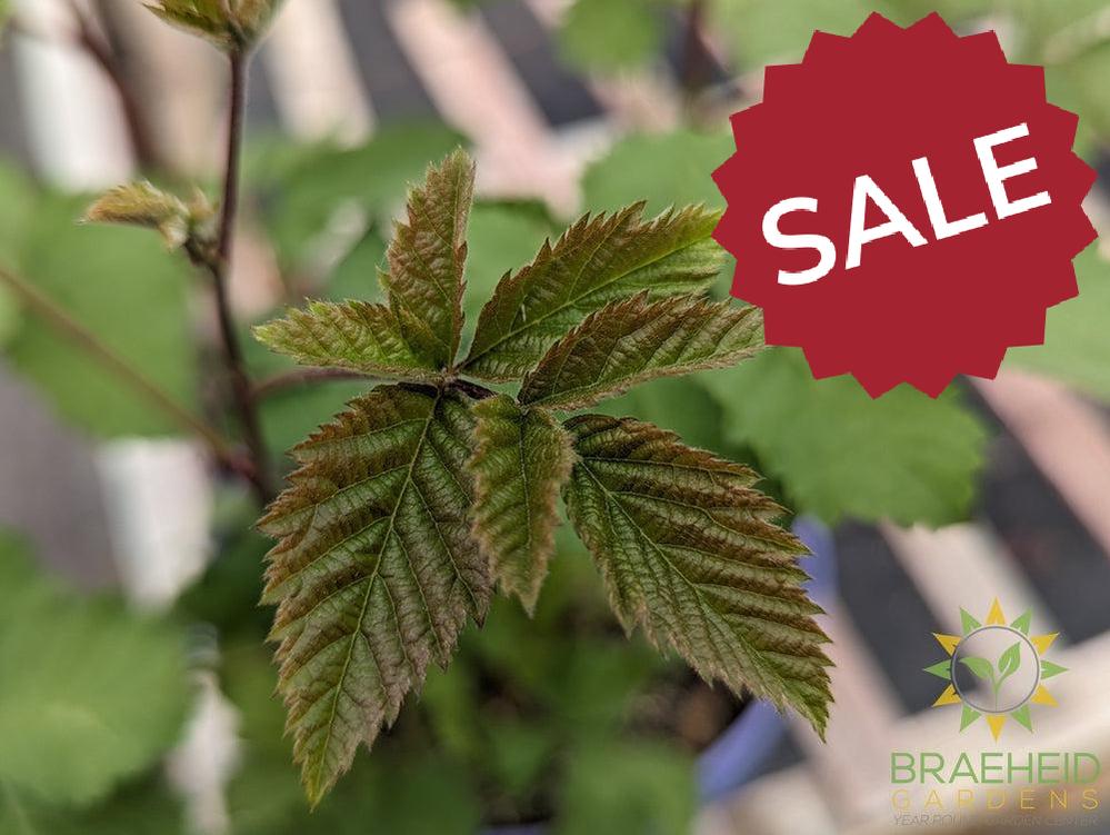 Buy Boysenberry Thornless an Edible Shrub in Grande Prairie Alberta - Braeheid Gardens Ltd.