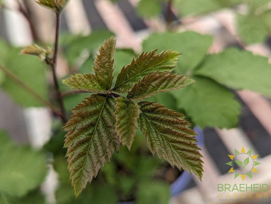 Buy Boysenberry Thornless an Edible Shrub in Grande Prairie Alberta - Braeheid Gardens Ltd.