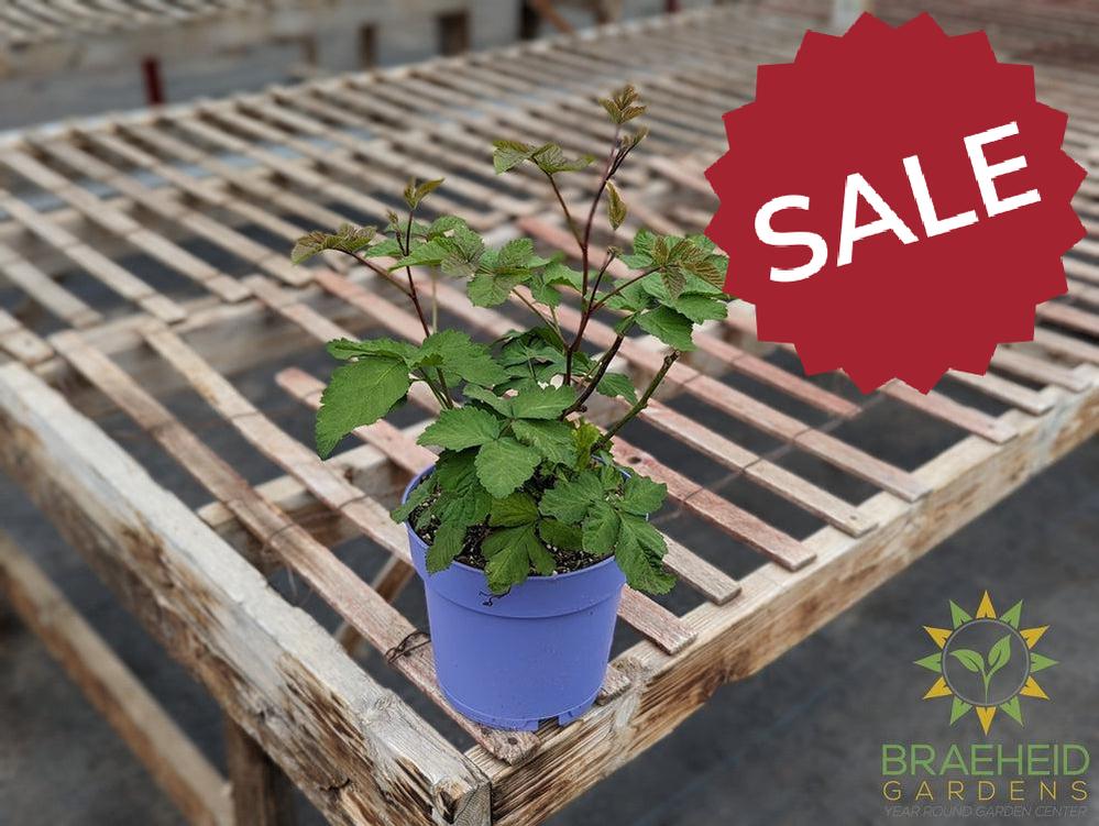 Buy Boysenberry Thornless an Edible Shrub in Grande Prairie Alberta - Braeheid Gardens Ltd.