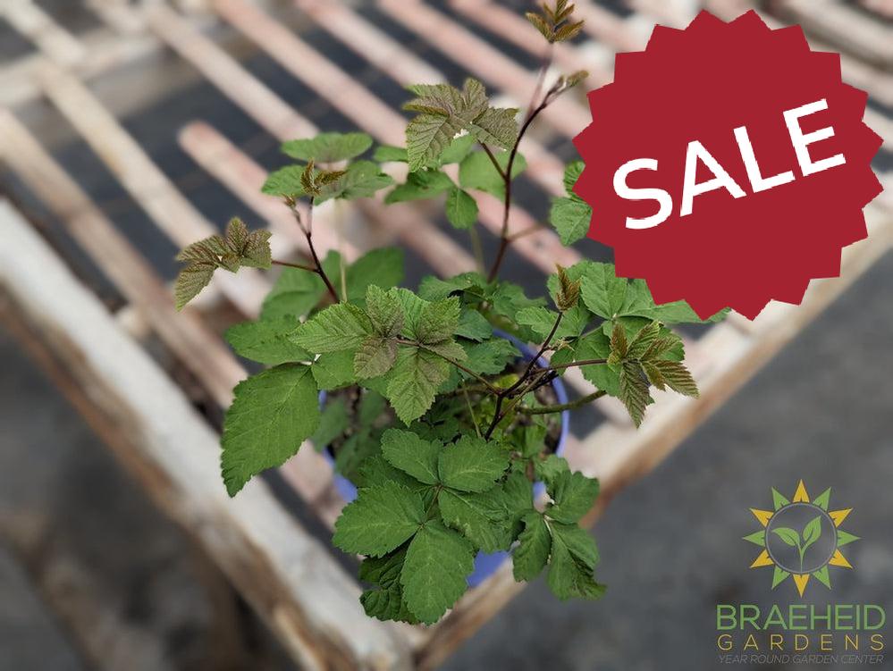 Buy Boysenberry Thornless an Edible Shrub in Grande Prairie Alberta - Braeheid Gardens Ltd.