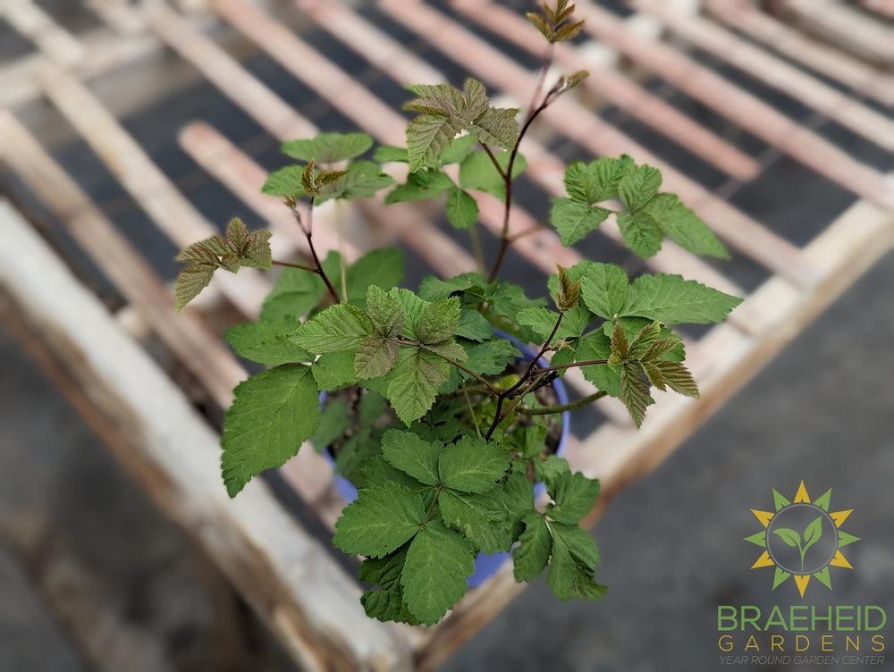 Buy Boysenberry Thornless an Edible Shrub in Grande Prairie Alberta - Braeheid Gardens Ltd.