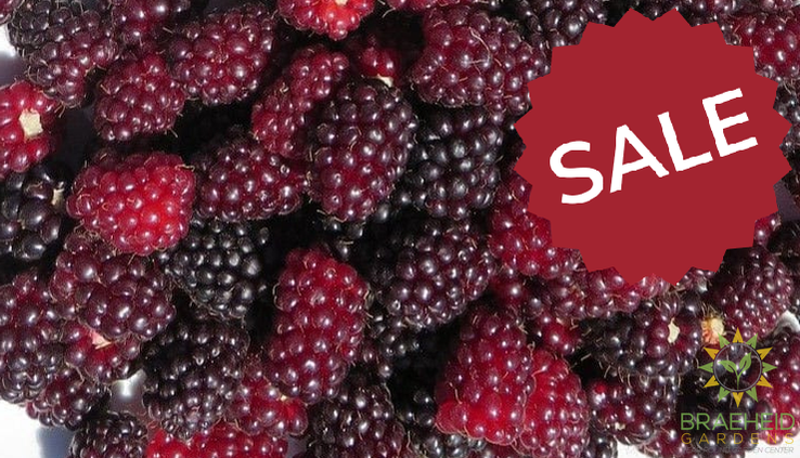 Buy Boysenberry Thornless an Edible Shrub in Grande Prairie Alberta - Braeheid Gardens Ltd.