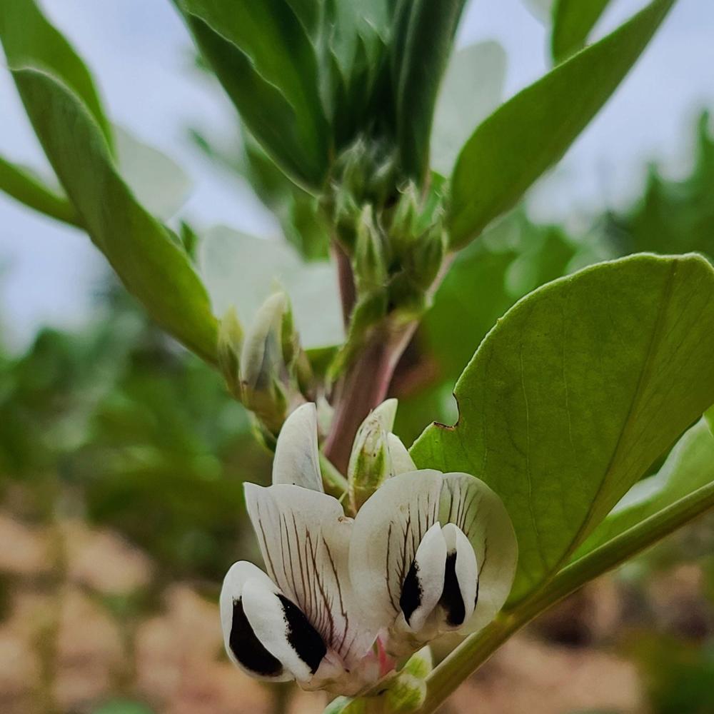 Broad Bean Mix