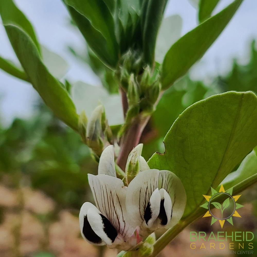 Broad Bean Mix