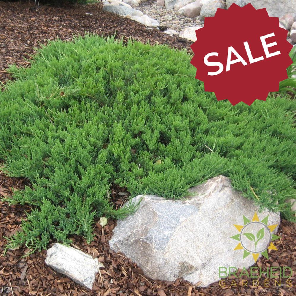 Broadmoor Juniper