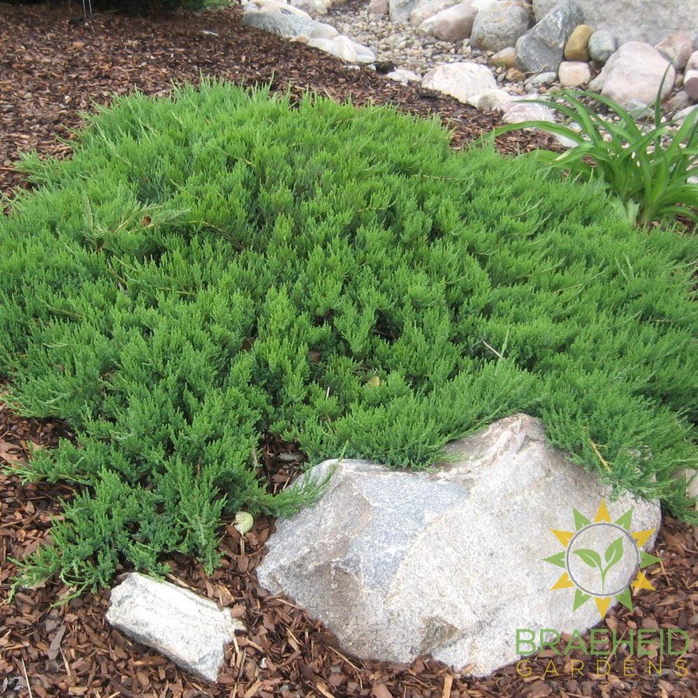 Broadmoor Juniper
