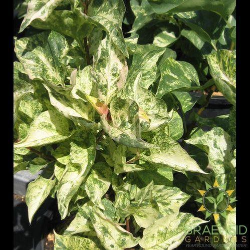 Bron Improved Dappled Lilac