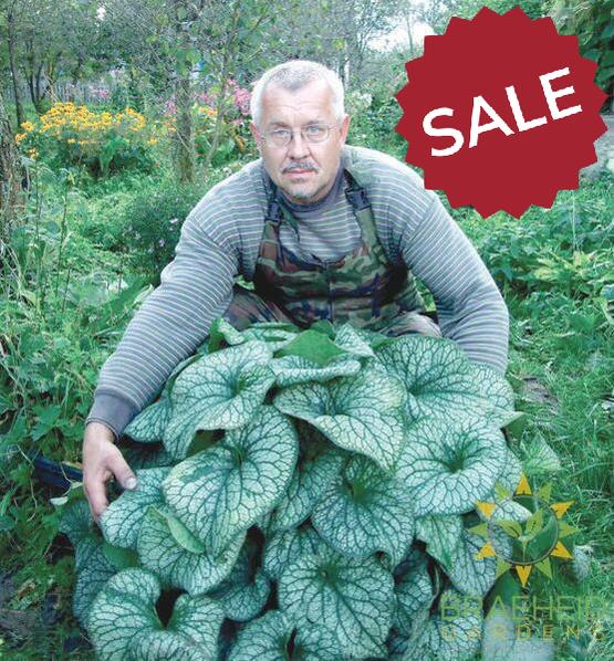 Alexanders Great Brunnera
