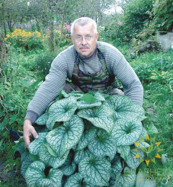 Alexanders Great Brunnera
