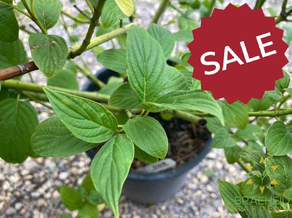 Bud's Yellow Dogwood