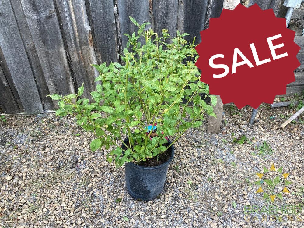 Bud's Yellow Dogwood