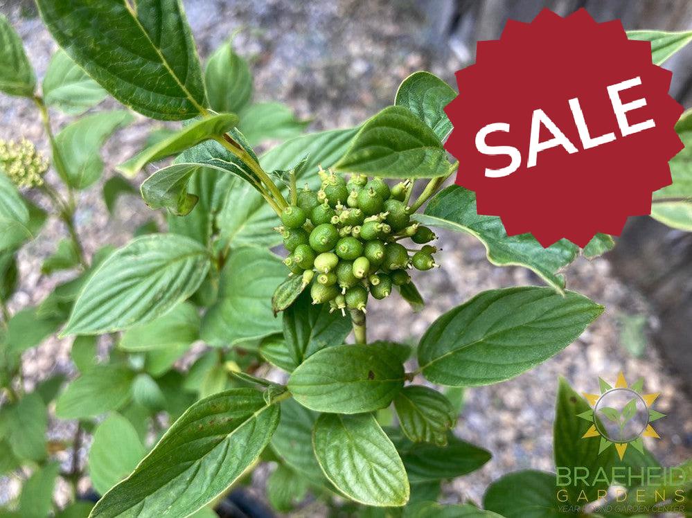 Bud's Yellow Dogwood