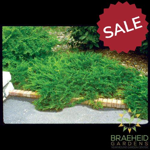 Buffalo Juniper - NO SHIP -