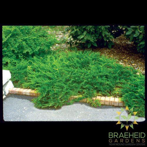 Buffalo Juniper - NO SHIP -