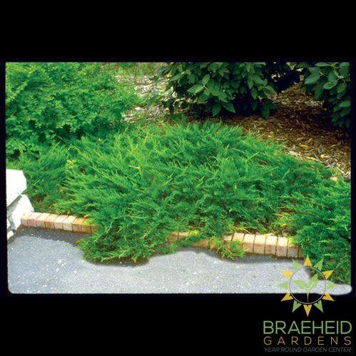 Buffalo Juniper