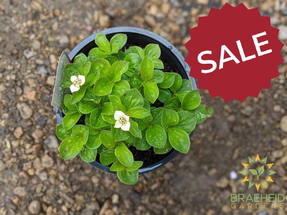 Bunchberry Dogwood