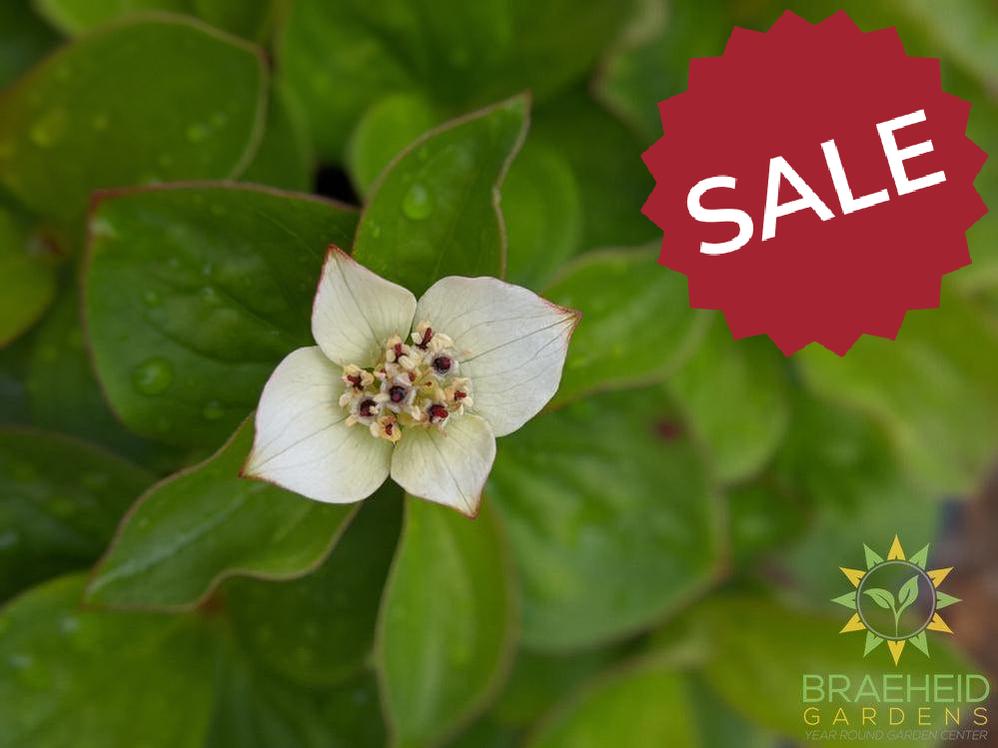 Bunchberry Dogwood