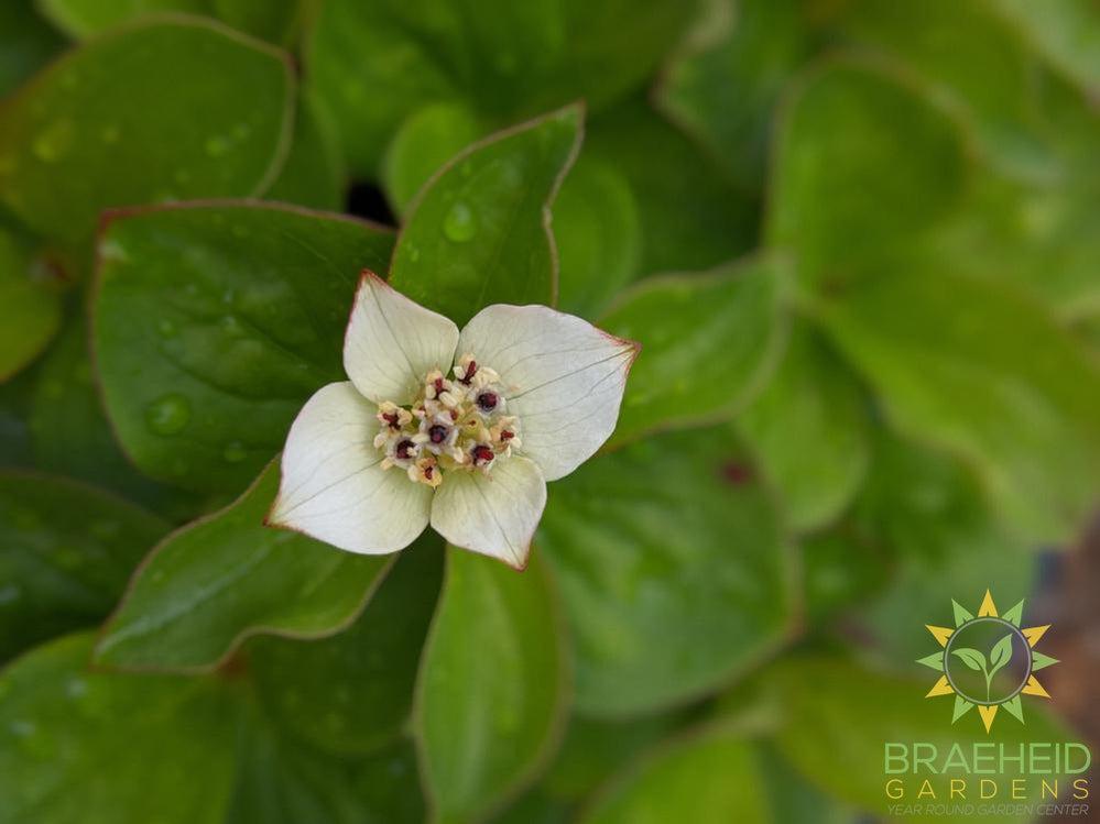Bunchberry Dogwood