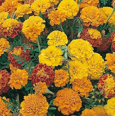 French Marigold Bush Mix