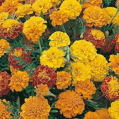 French Marigold Bush Mix