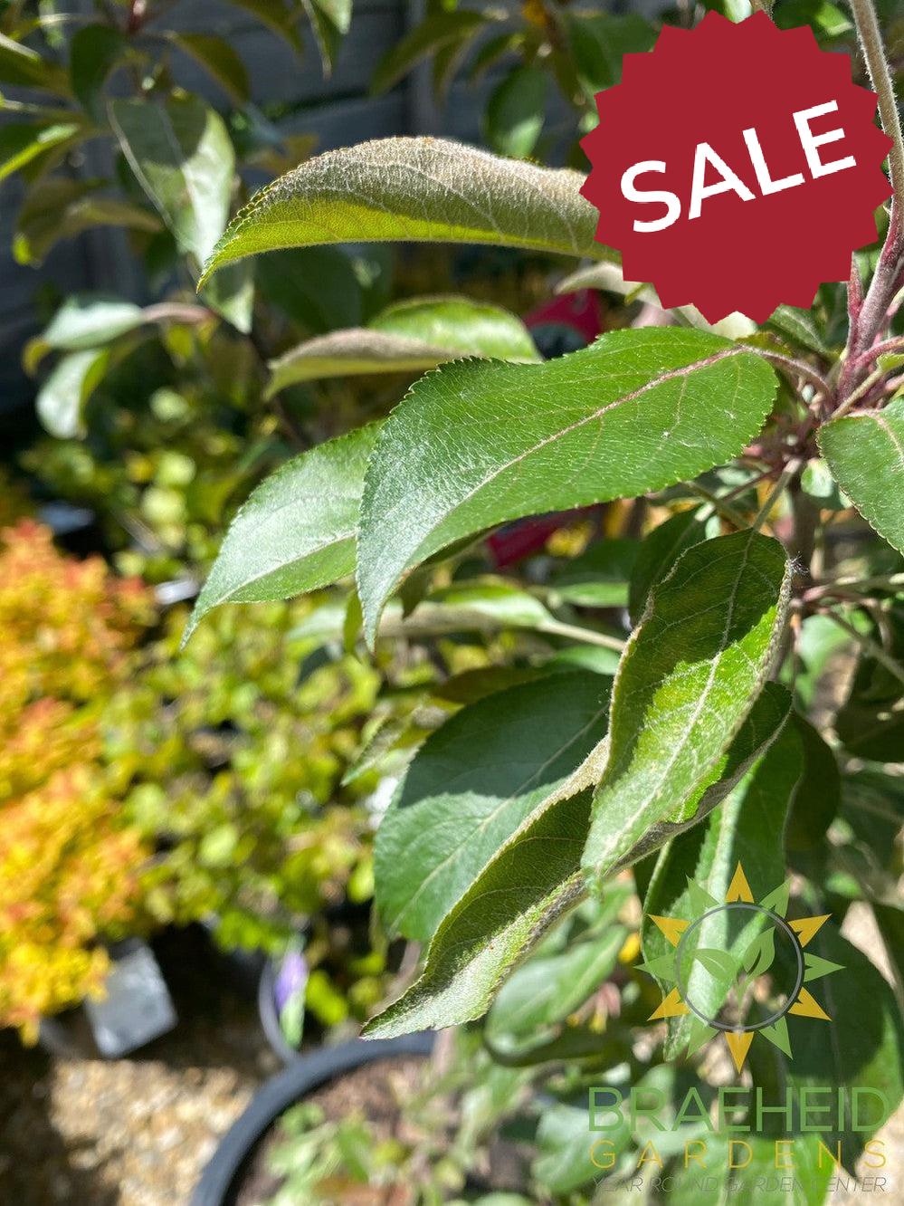 Purple Spire® Columnar Crabapple- Tree for sale, Grown in Grande Prairie -Braeheid Gardens Ltd. on Emerson Trail