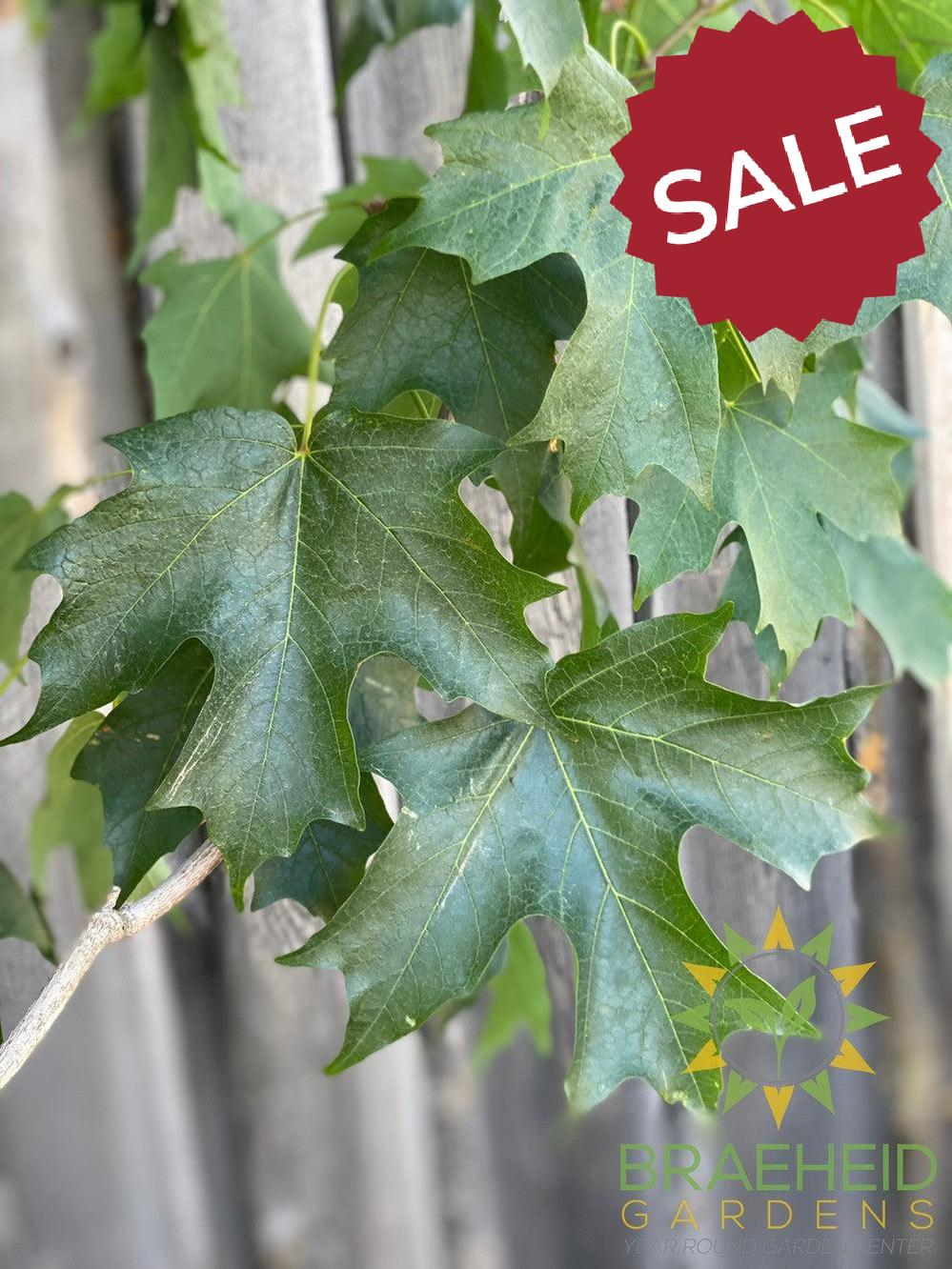 Fall Fiesta® Sugar Maple- Tree for sale, Grown in Grande Prairie -Braeheid Gardens Ltd. on Emerson Trail