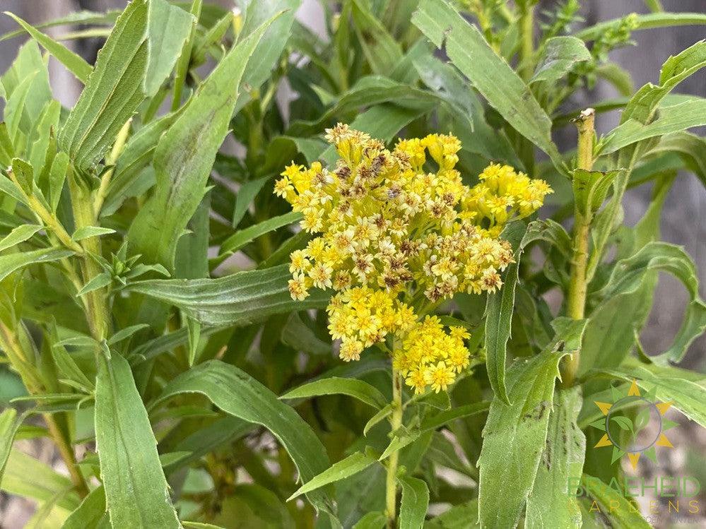 Little Lemon Goldenrod - NO SHIP