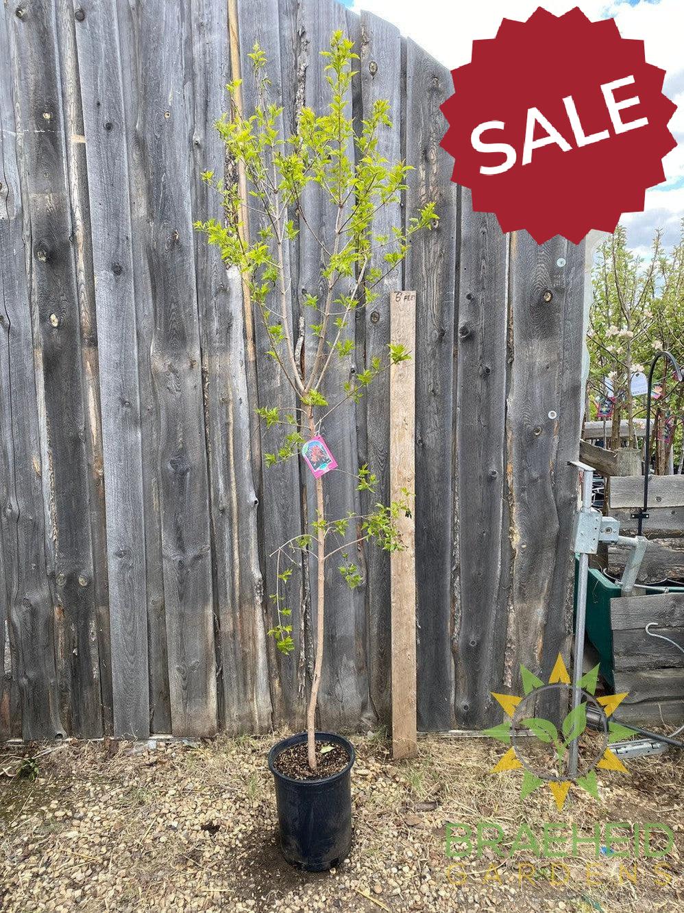 Amur Maple Tree- Tree for sale, Grown in Grande Prairie -Braeheid Gardens Ltd. on Emerson Trail
