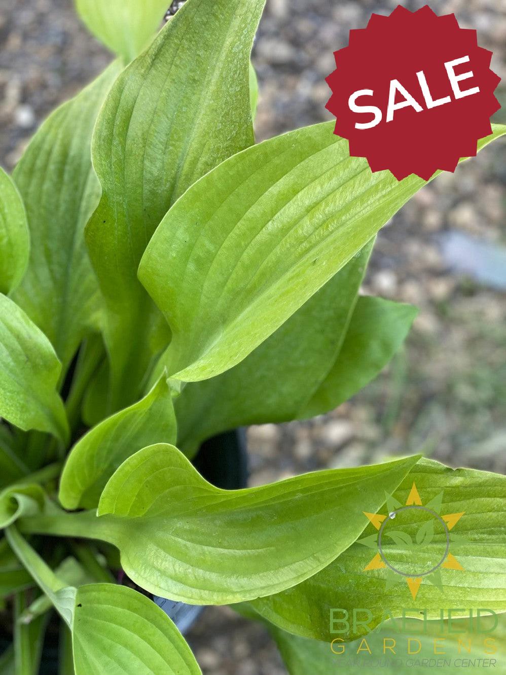 Sum and Substance Hosta - NO SHIP