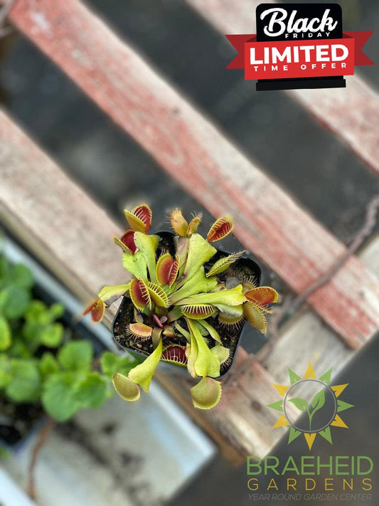 Venus Fly Trap - Dionaea Muscipula - Flexx