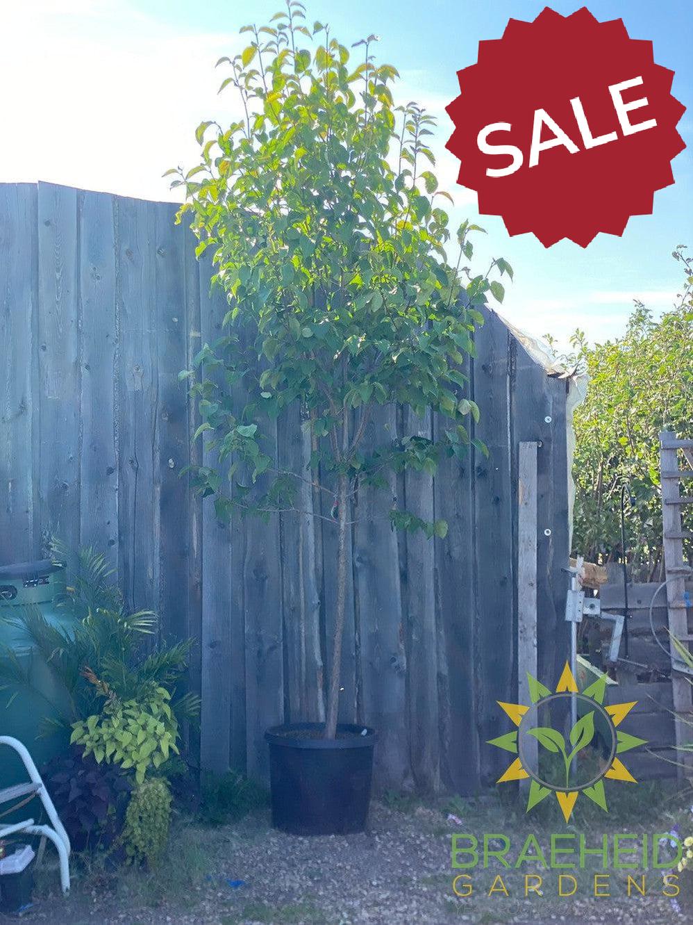 Japanese Tree Lilac- Tree for sale, Grown in Grande Prairie -Braeheid Gardens Ltd. on Emerson Trail