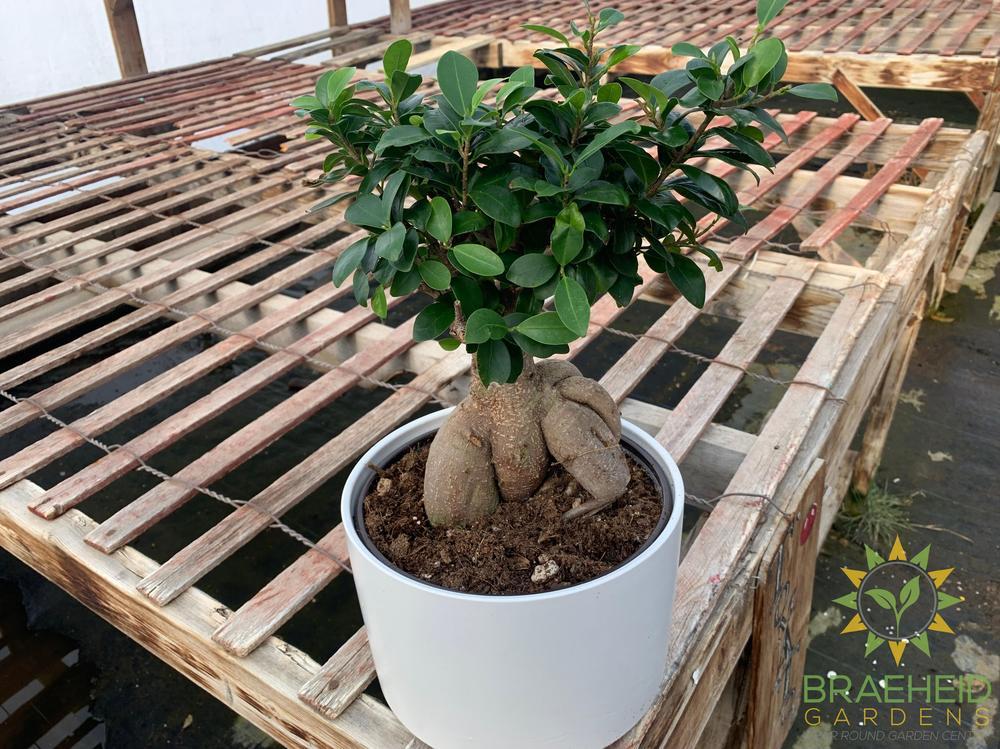 Exposed Root Ficus Ginseng Bonsai