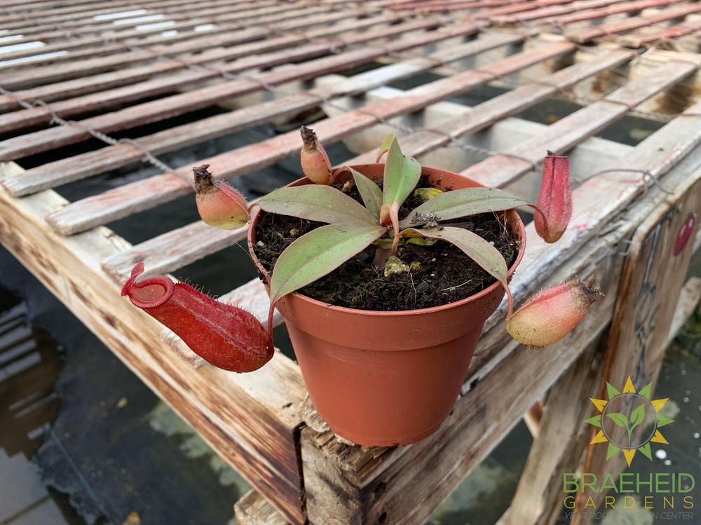 Nepenthes Bloody Mary - Pitcher Plant